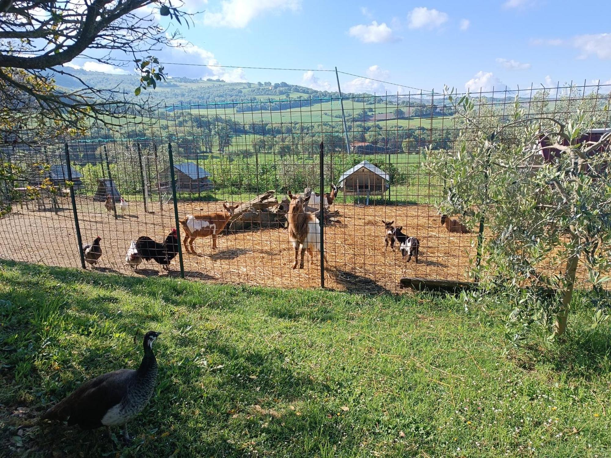 La Piccola Fattoria Villa Todi Exteriör bild