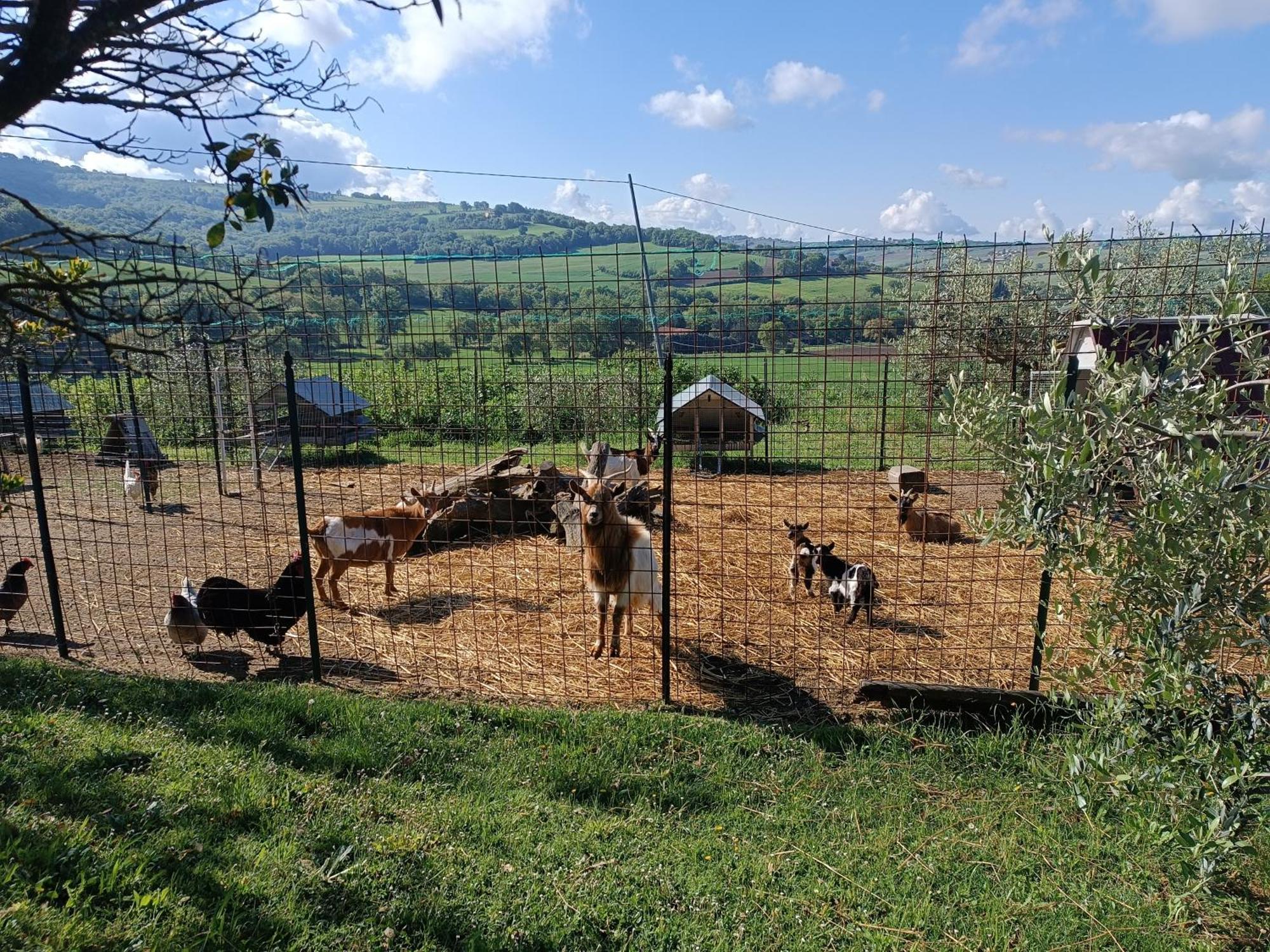 La Piccola Fattoria Villa Todi Exteriör bild